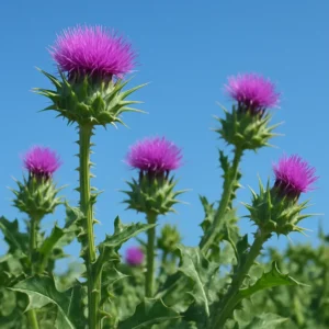 Milk thistle plants in bloom under a blue sky, showing their vibrant flowers. Milk Thistle Weight Loss Natural