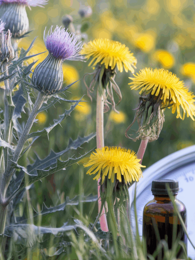 Milk Thistle Supplements for Weight Loss